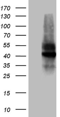 C10orf54 Monoclonal Antibody (OTI7E9), TrueMAB , OriGene 100 &mu;L; Unconjugated:Antibodies,
