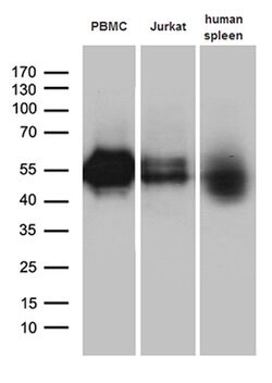 C10orf54 Monoclonal Antibody (OTI7E9), TrueMAB , OriGene 100 &mu;L; Unconjugated:Antibodies,