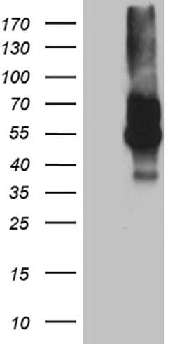 C10orf54 Monoclonal Antibody (OTI1D10C1), TrueMAB , OriGene:Antibodies:Primary