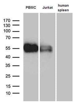 C10orf54 Monoclonal Antibody (OTI1D10C1), TrueMAB , OriGene:Antibodies:Primary