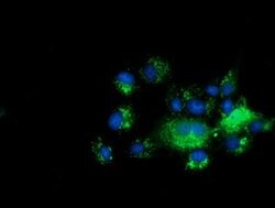 C10orf82 Mouse anti-Human, Clone: OTI1G4, lyophilized, TrueMAB 100 &mu;g;
