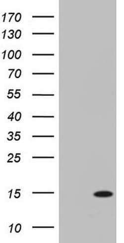 C11orf67 Monoclonal Antibody (OTI1G1), TrueMAB , OriGene 30 &mu;L; Unconjugated:Antibodies,