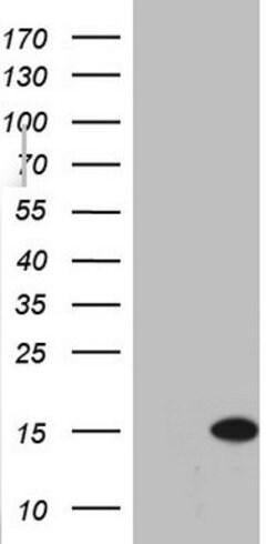 C11orf67 Mouse anti-Human, Clone: OTI1H5, lyophilized, TrueMAB 100 &mu;g;