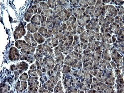 C12orf26 Monoclonal Antibody (OTI2B6), TrueMAB , OriGene 100 &mu;L; Unconjugated:Antibodies,
