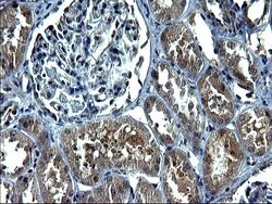 C12orf26 Monoclonal Antibody (OTI2B6), TrueMAB , OriGene:Antibodies:Primary
