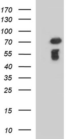 C12orf26 Monoclonal Antibody (OTI2B6), TrueMAB , OriGene 100 &mu;L; Unconjugated:Antibodies,