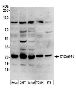 C12orf45 Polyclonal Antibody, Bethyl Laboratories 20 &mu;L; Unconjugated:Antibodies,