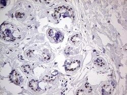 C14orf166 Monoclonal Antibody (OTI2A4), TrueMAB , OriGene 100 &mu;L; Unconjugated:Antibodies,