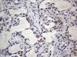 C14orf166 Monoclonal Antibody (OTI2A4), TrueMAB , OriGene 100 &mu;L; Unconjugated:Antibodies,