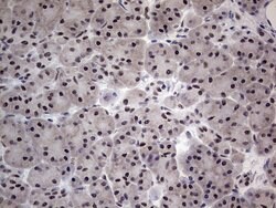 C14orf166 Monoclonal Antibody (OTI2A4), TrueMAB , OriGene 100 &mu;L; Unconjugated:Antibodies,