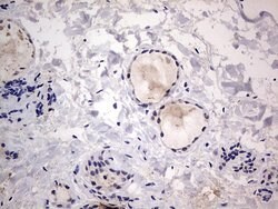 C14orf166 Monoclonal Antibody (OTI2A4), TrueMAB , OriGene 100 &mu;L; Unconjugated:Antibodies,