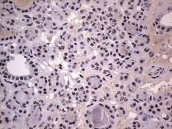 C14orf166 Monoclonal Antibody (OTI2A4), TrueMAB , OriGene 100 &mu;L; Unconjugated:Antibodies,