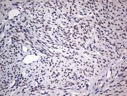 C14orf166 Monoclonal Antibody (OTI2A4), TrueMAB , OriGene 100 &mu;L; Unconjugated:Antibodies,