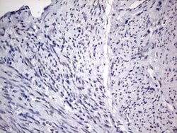 C14orf166 Monoclonal Antibody (OTI2A4), TrueMAB , OriGene 100 &mu;L; Unconjugated:Antibodies,