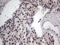C14orf166 Monoclonal Antibody (OTI2A4), TrueMAB , OriGene 100 &mu;L; Unconjugated:Antibodies,