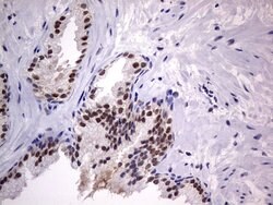 C14orf166 Monoclonal Antibody (OTI2A4), TrueMAB , OriGene 100 &mu;L; Unconjugated:Antibodies,