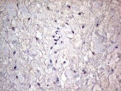 C14orf166 Monoclonal Antibody (OTI2A4), TrueMAB , OriGene 100 &mu;L; Unconjugated:Antibodies,