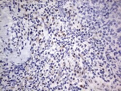 C14orf166 Monoclonal Antibody (OTI2A4), TrueMAB , OriGene 100 &mu;L; Unconjugated:Antibodies,