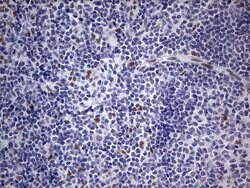 C14orf166 Monoclonal Antibody (OTI2A4), TrueMAB , OriGene 100 &mu;L; Unconjugated:Antibodies,