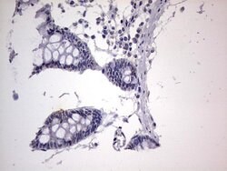 C14orf166 Monoclonal Antibody (OTI2A4), TrueMAB , OriGene 100 &mu;L; Unconjugated:Antibodies,