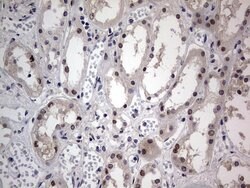 C14orf166 Monoclonal Antibody (OTI2A4), TrueMAB , OriGene 100 &mu;L; Unconjugated:Antibodies,