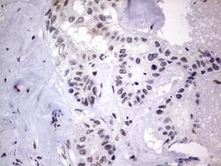 C14orf166 Monoclonal Antibody (OTI2A4), TrueMAB , OriGene 100 &mu;L; Unconjugated:Antibodies,
