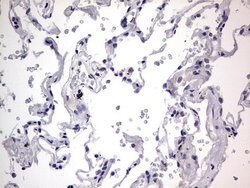 C14orf166 Monoclonal Antibody (OTI2A4), TrueMAB , OriGene 100 &mu;L; Unconjugated:Antibodies,