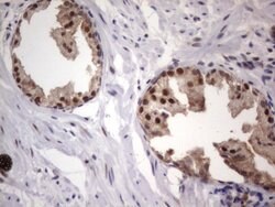 C14orf166 Monoclonal Antibody (OTI2D2), TrueMAB , OriGene 30 &mu;L; Unconjugated:Antibodies,