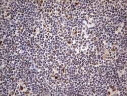 C14orf166 Monoclonal Antibody (OTI2D2), TrueMAB , OriGene 30 &mu;L; Unconjugated:Antibodies,