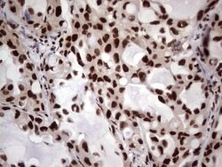 C14orf166 Mouse anti-Human, Clone: OTI1E5, lyophilized, TrueMAB 100 &mu;g;