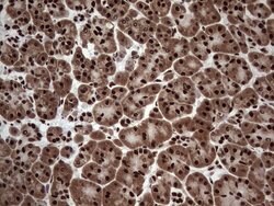 C14orf166 Mouse anti-Human, Clone: OTI1E5, lyophilized, TrueMAB 100 &mu;g;