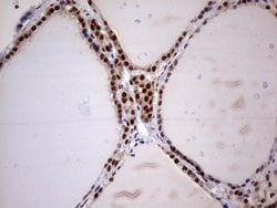 C14orf166 Mouse anti-Human, Clone: OTI1E5, lyophilized, TrueMAB 100 &mu;g;
