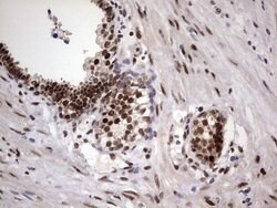 C14orf166 Mouse anti-Human, Clone: OTI1E5, lyophilized, TrueMAB 100 &mu;g;