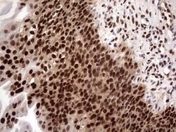C14orf166 Mouse anti-Human, Clone: OTI1E5, lyophilized, TrueMAB 100 &mu;g;