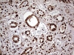 C14orf166 Mouse anti-Human, Clone: OTI1E5, lyophilized, TrueMAB 100 &mu;g;