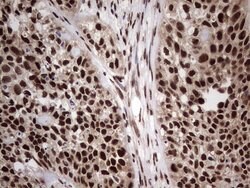 C14orf166 Mouse anti-Human, Clone: OTI1E5, lyophilized, TrueMAB 100 &mu;g;