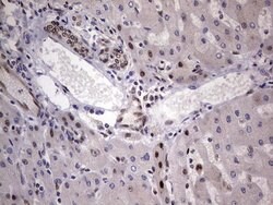 C14orf166 Mouse anti-Human, Clone: OTI1E5, lyophilized, TrueMAB 100 &mu;g;