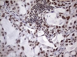 C14orf166 Monoclonal Antibody (OTI1G8), TrueMAB , OriGene 100 &mu;L; Unconjugated:Antibodies,