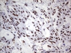 C14orf166 Mouse anti-Human, Clone: OTI4A3, lyophilized, TrueMAB 100 &mu;g;