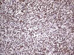 C14orf166 Mouse anti-Human, Clone: OTI4A3, lyophilized, TrueMAB 100 &mu;g;