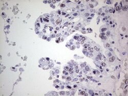 C14orf166 Mouse anti-Human, Clone: OTI4A3, lyophilized, TrueMAB 100 &mu;g;
