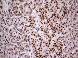 C14orf166 Mouse anti-Human, Clone: OTI4A3, lyophilized, TrueMAB 100 &mu;g;