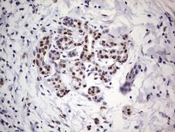 C14orf166 Mouse anti-Human, Clone: OTI4A3, lyophilized, TrueMAB 100 &mu;g;