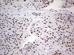 C14orf166 Mouse anti-Human, Clone: OTI4A3, lyophilized, TrueMAB 100 &mu;g;