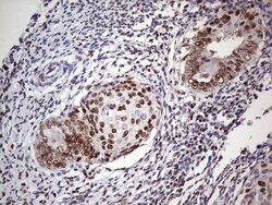 C14orf166 Monoclonal Antibody (OTI4A3), TrueMAB , OriGene 100 &mu;L; Unconjugated:Antibodies,