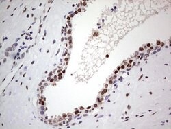 C14orf166 Mouse anti-Human, Clone: OTI4A3, lyophilized, TrueMAB 100 &mu;g;