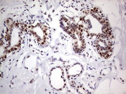 C14orf166 Mouse anti-Human, Clone: OTI4A3, lyophilized, TrueMAB 100 &mu;g;