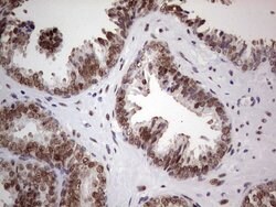 C14orf166 Mouse anti-Human, Clone: OTI4A3, lyophilized, TrueMAB 100 &mu;g;