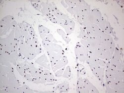 C14orf166 Mouse anti-Human, Clone: OTI4A3, lyophilized, TrueMAB 100 &mu;g;