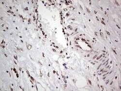 C14orf166 Mouse anti-Human, Clone: OTI4A3, lyophilized, TrueMAB 100 &mu;g;